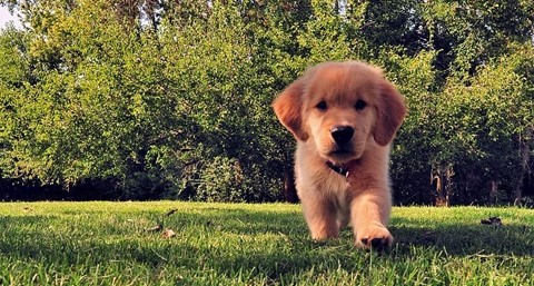 Golden Retriever dog kennel