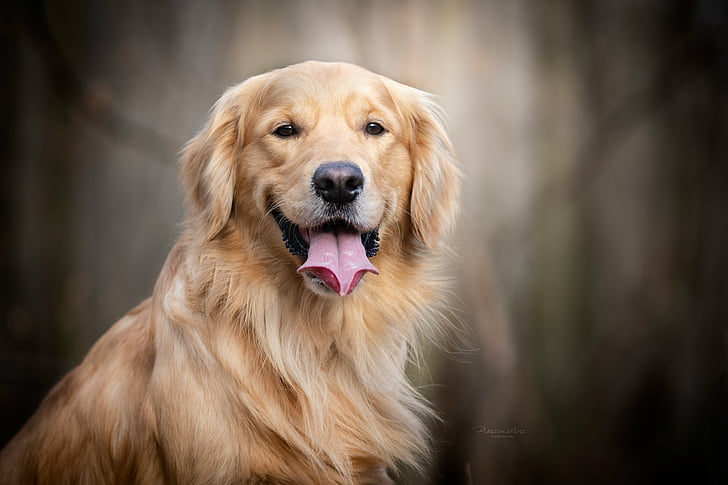 Golden Retriever pet adoption