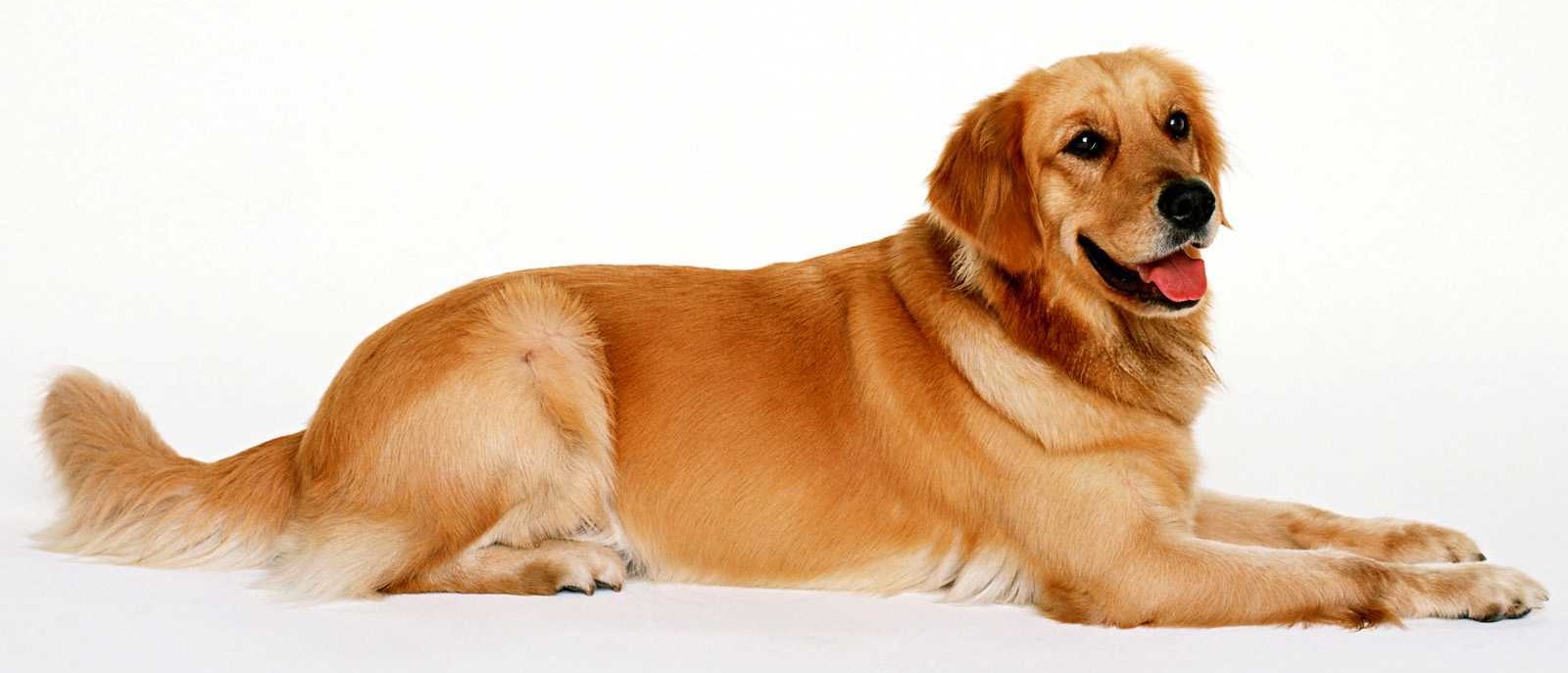 Golden Retriever petshop in Pune