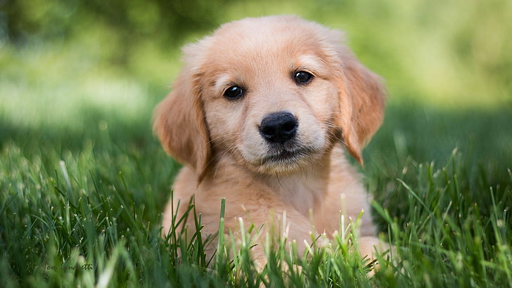 Golden Retriever pup