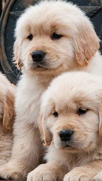 Golden Retriever puppy Price in Pune