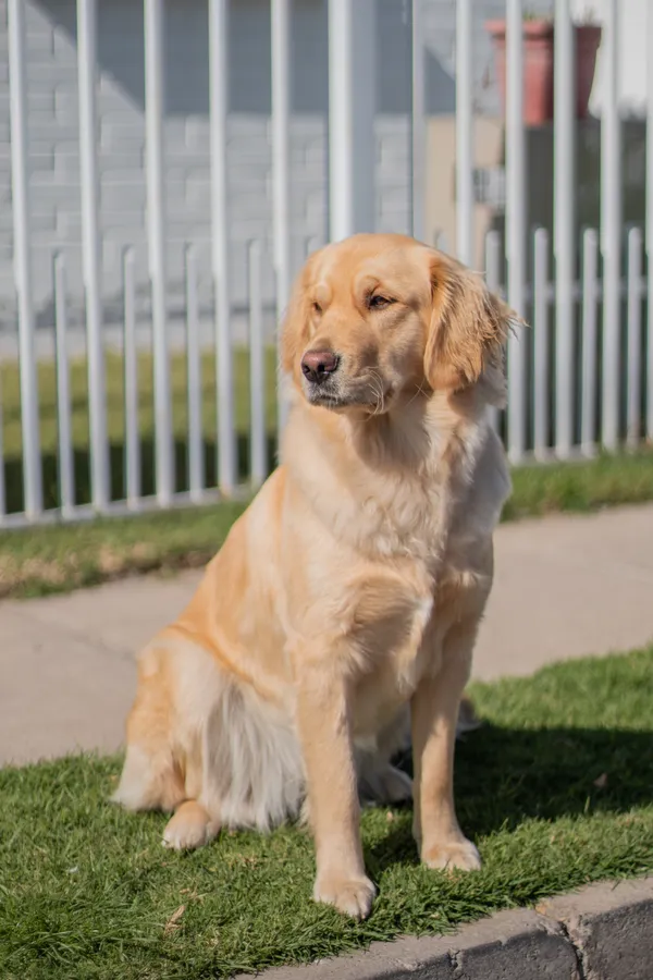 golden retriever puppy price in ahmedabad