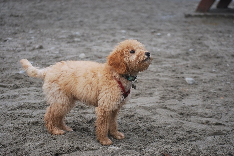 Goldendoodle dog breeder In India