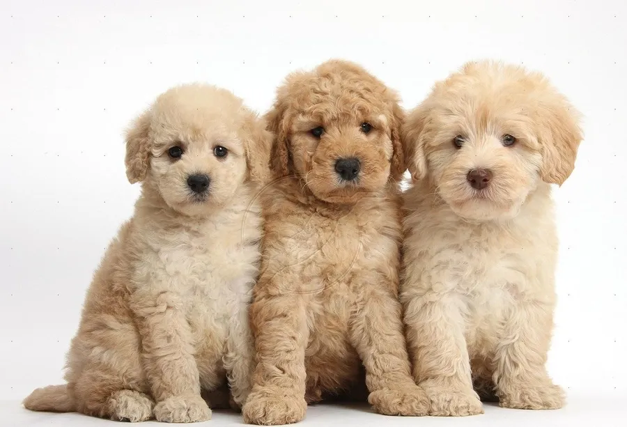 Goldendoodle puppy price In India