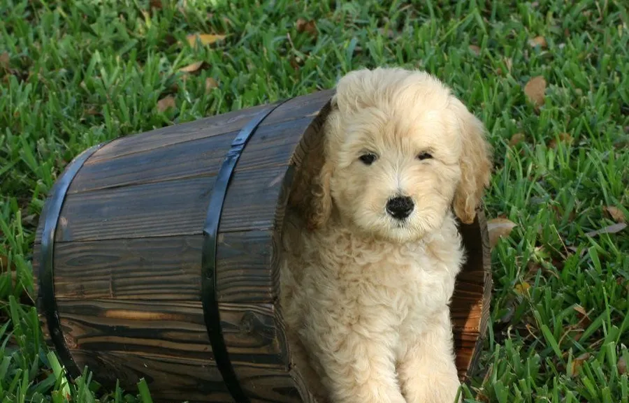 Goldendoodle dog price In India