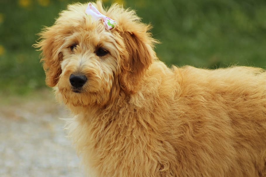 Goldendoodle Dog breeders In india