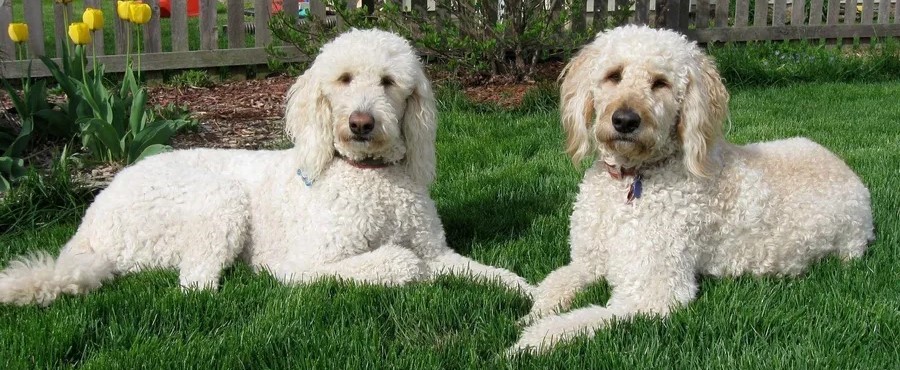 Goldendoodle Puppy Price In India