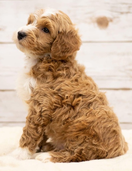 Goldendoodles Dog-Breed Price In india