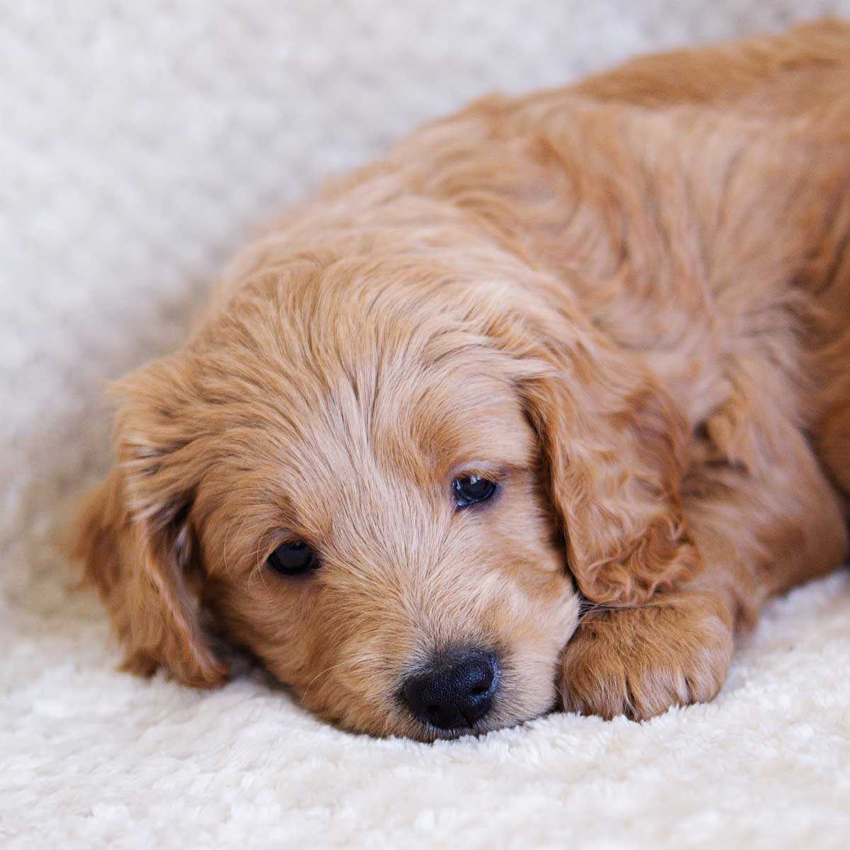 Goldendoodle for sale In India