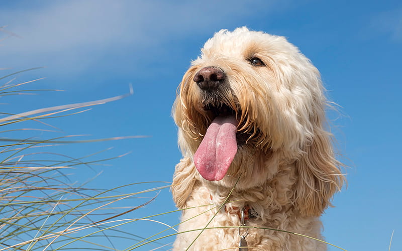 Goldendoodle dog price In India