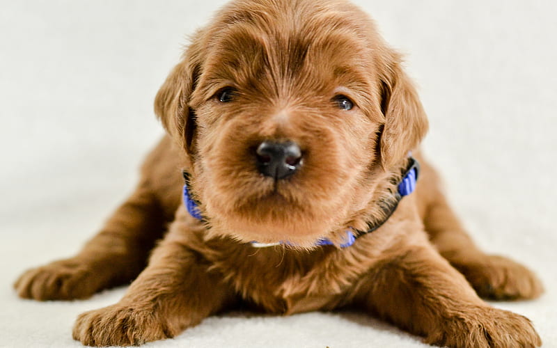 Goldendoodle dog price in India