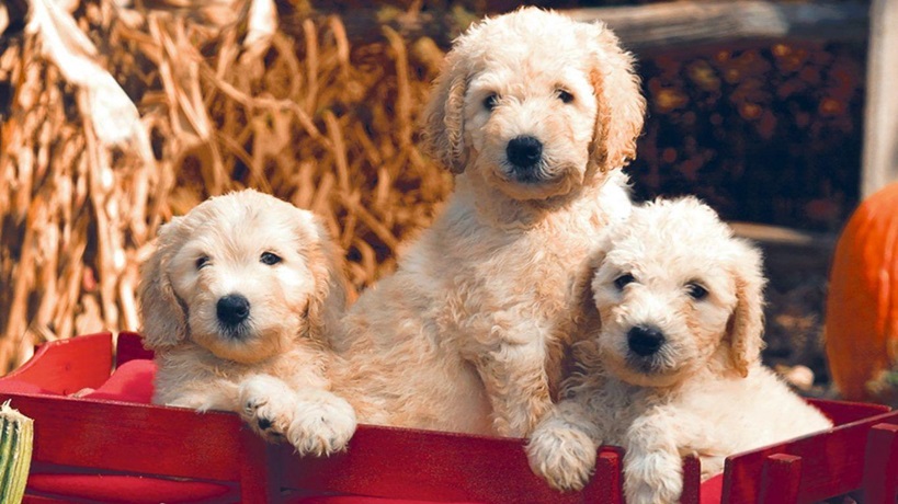 Goldendoodle Dog Puppy Price In india