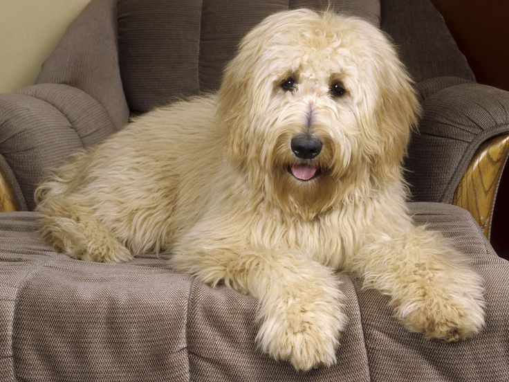 Goldendoodle male price In India