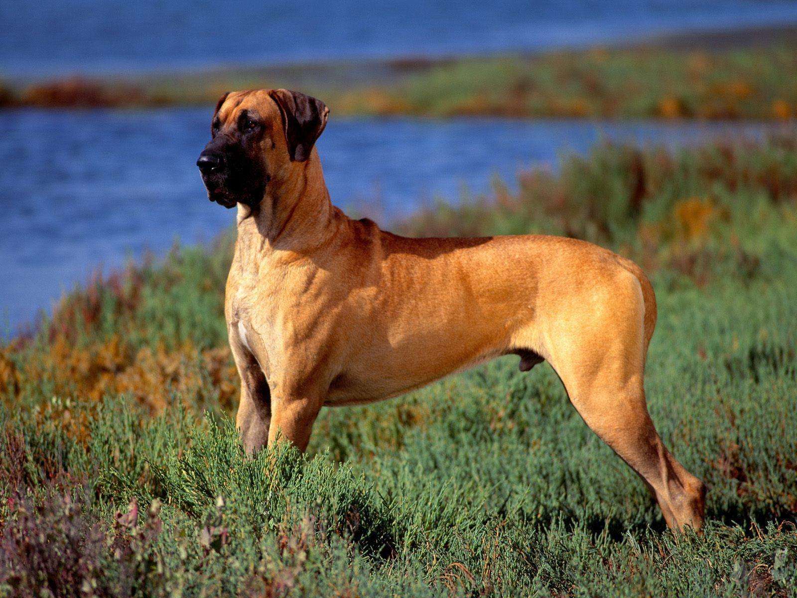 Top Quality Great Dane Dog Puppy Price In kolhapur