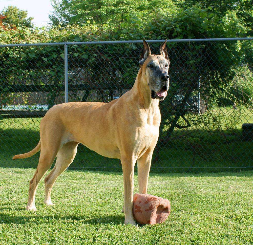 Show Quality Great Dane Puppy Price In Pune