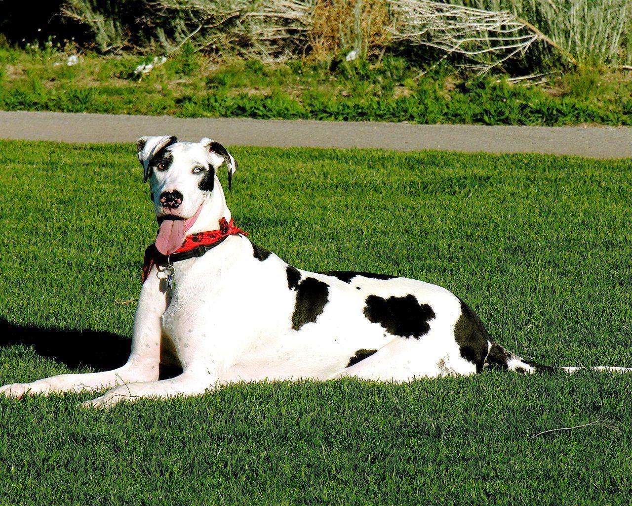 Great Dane-Dog-Breeds Price In kolhapur