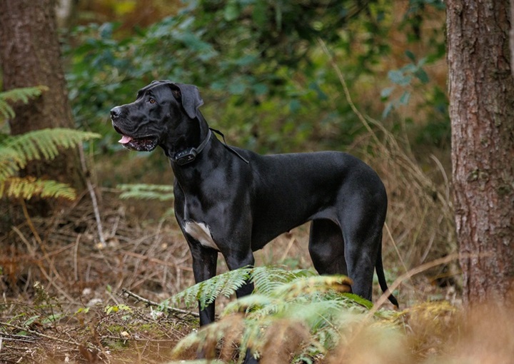 Great Dane dog for sale online in Goa