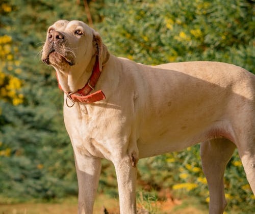 Great Dane male puppy price in Goa