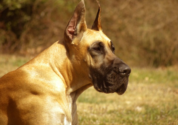 Buy Great Dane puppies online in Goa