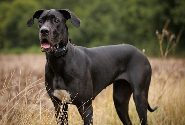 Great Dane male puppy price in Kolkata