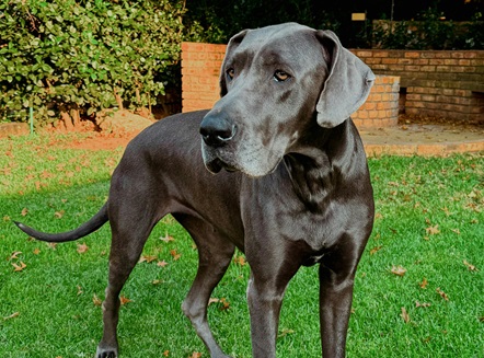 Great Dane online purchase in Kolkata