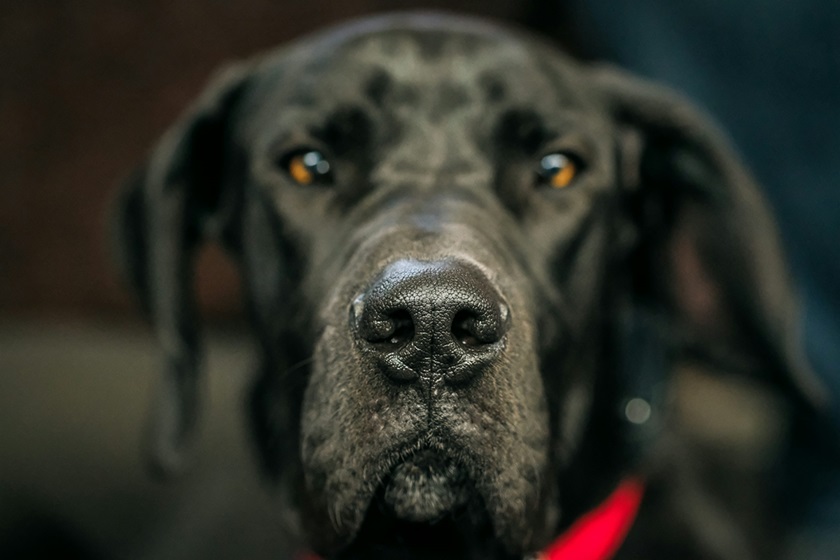 Great Dane dog for sale online in Kolkata