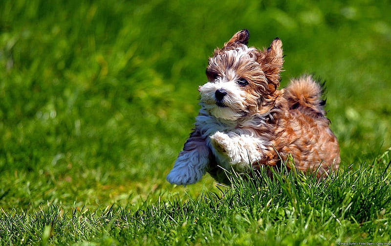 Havanese male Puppy Price In india