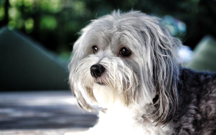 Havanese dog kennel In india