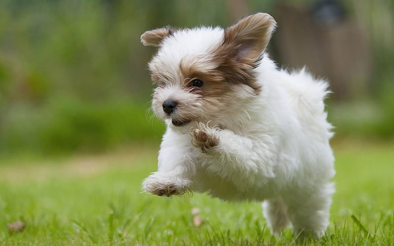 Havanese puppy price In India