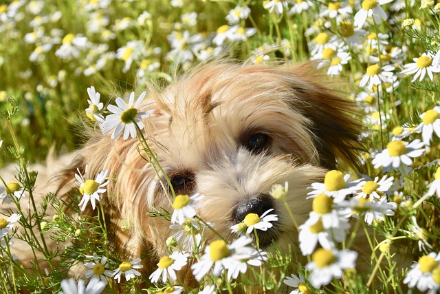 Havanese dog price In India