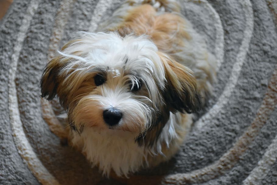 Buy Havanese dog online In India