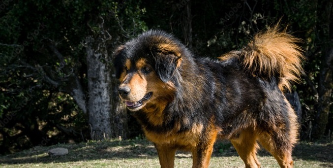 Himalayan Shepherd puppy for sale In India