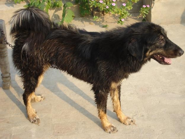 Himalayan Shepherd dog price In India