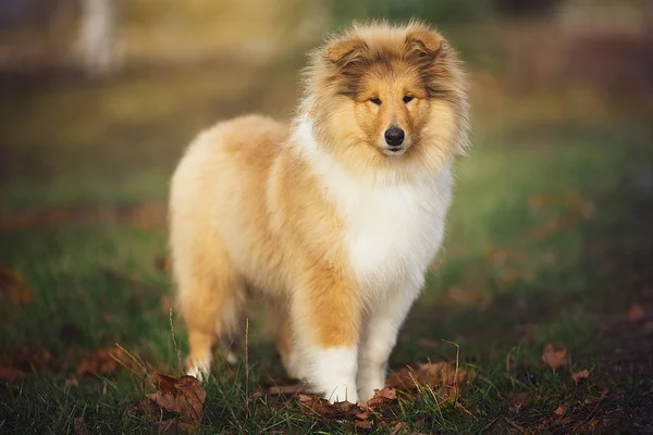 Buy Himalayan Shepherd dog online In India