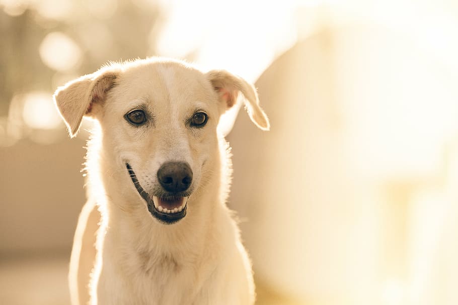 Indian Pariah dog price In India