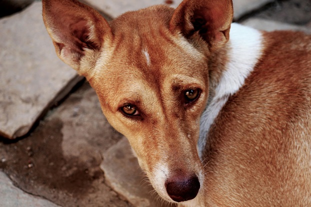 Indian Pariah puppy price In India