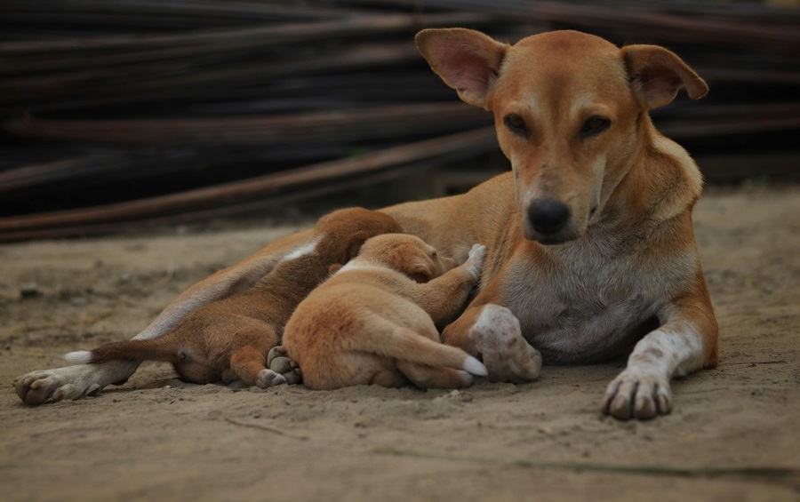 Indian Pariah male Puppy Price In india