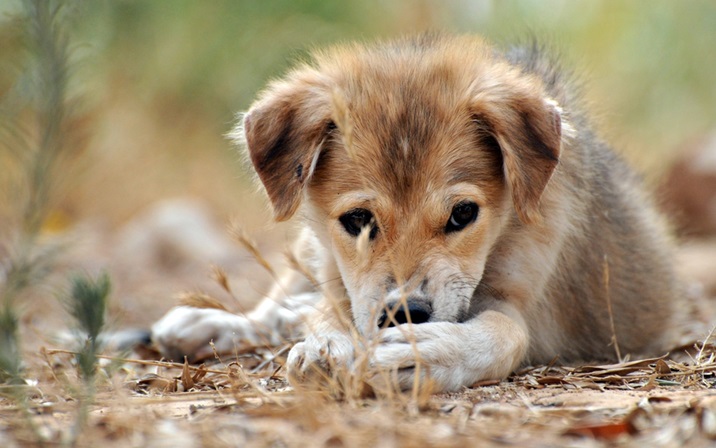 Indian Pariah dog kennel In india