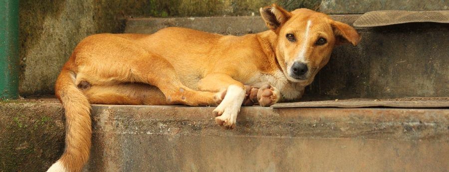 Indian Pariah puppy for sale In India