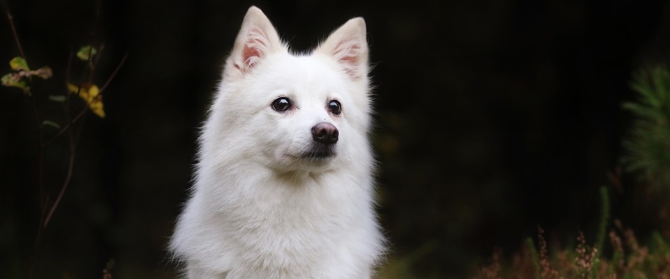 Indian Spitz puppy for sale In India