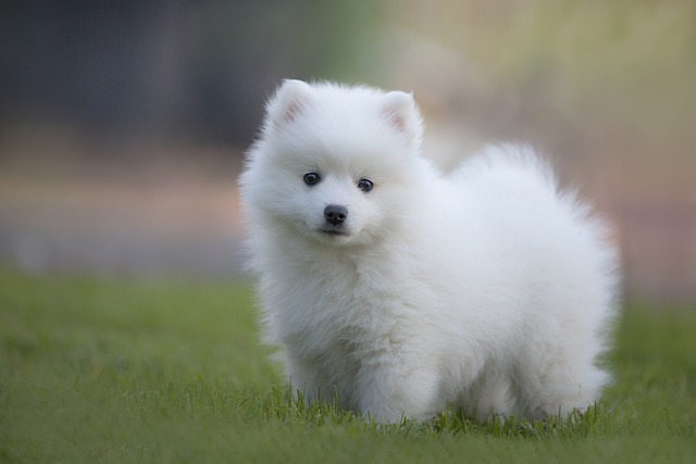 Indian Spitz puppy price In India