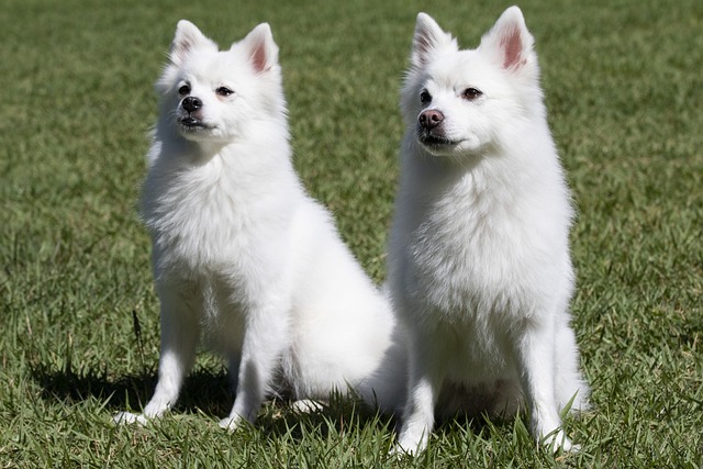 Indian Spitz dog price In India