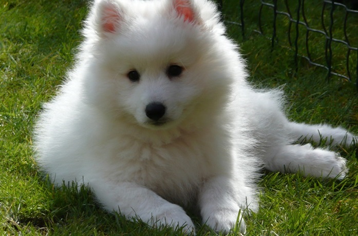 Indian Spitz male Puppy Price In india