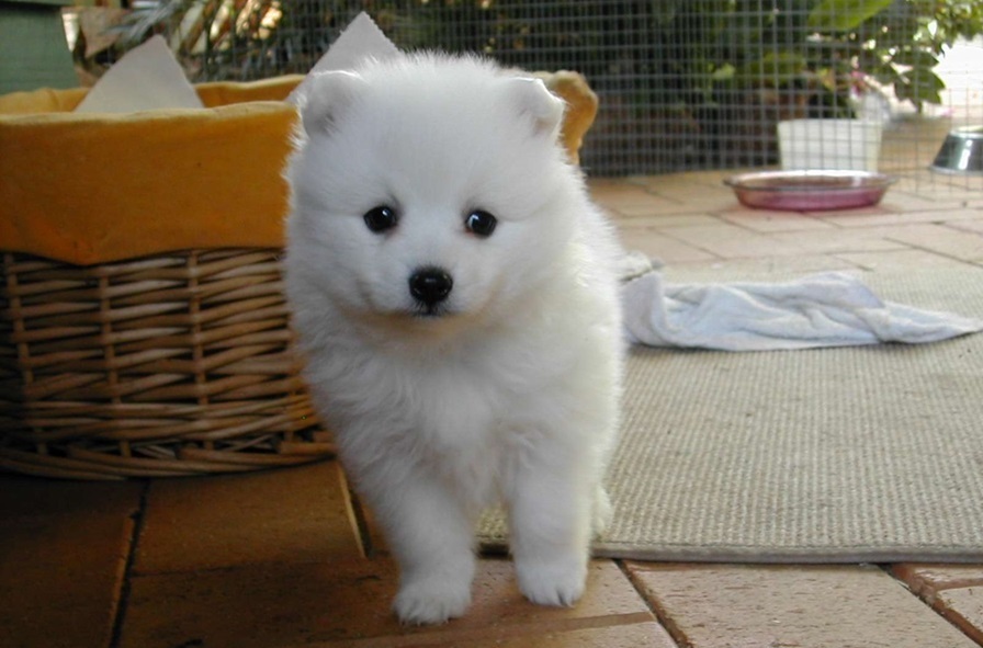 Indian Spitz dog kennel In india