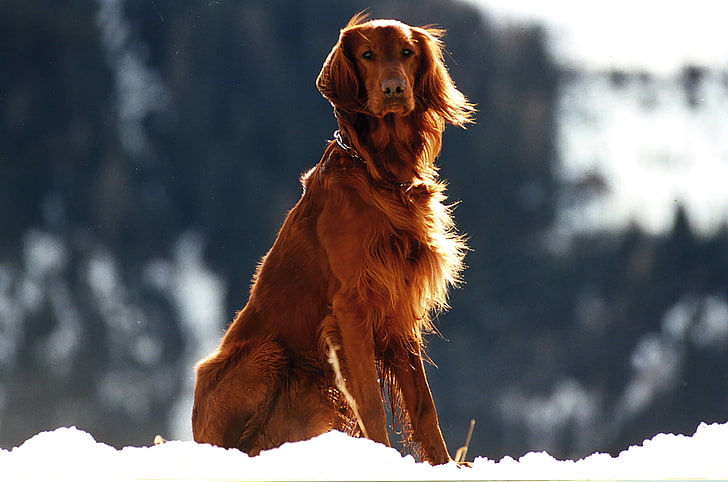 Irish Setter dog price In India