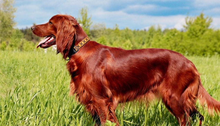 Irish Setter puppy price In India