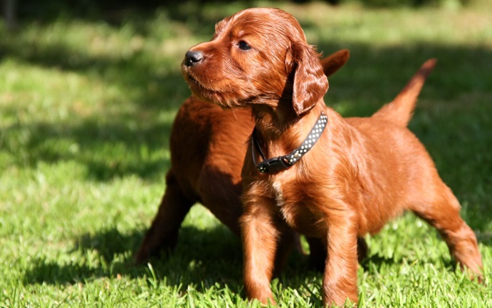 Buy Irish Setter dog online In India