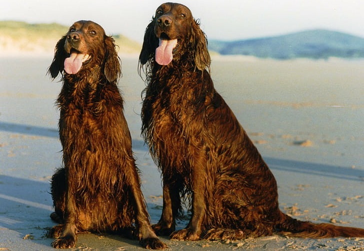 Irish Setter male Puppy Price In india