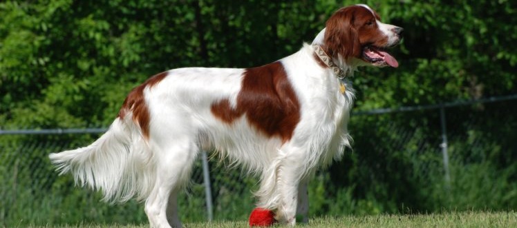 Irish Setter puppy for sale In India