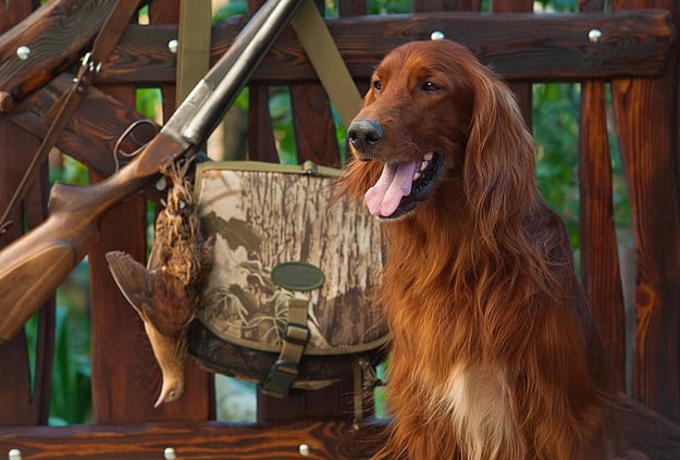 Irish Setter dog kennel In india